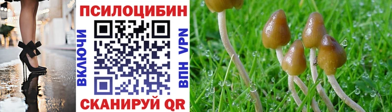 Купить Кола Псилоцибиновые грибы Psilocybe